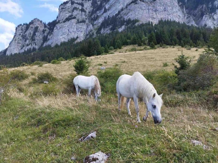 Studio Myrtilles Du Leman Vue Sur Lac Et Montagne Thollon-les-Memises Exterior foto